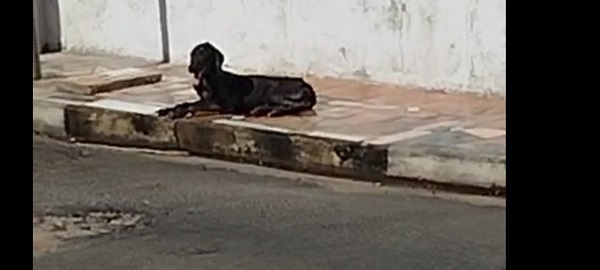 Imagem do WhatsApp de 2025 04 06 às 12.47.14 2902cd5e