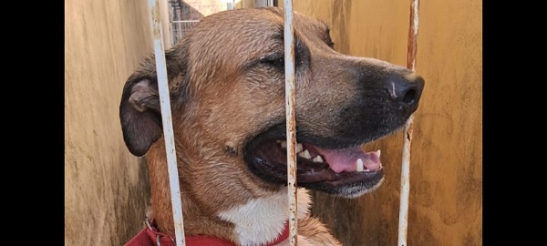 Imagem do WhatsApp de 2025 11 30 às 19.36.20 06bdf845