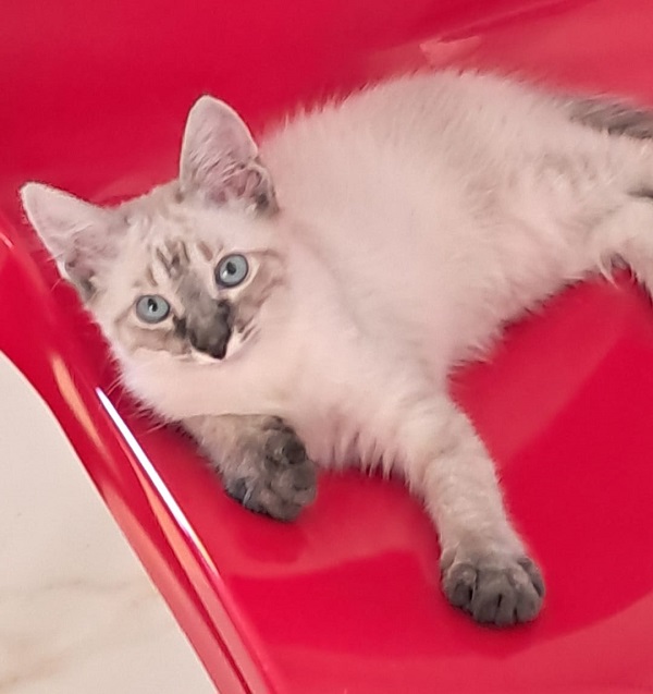 Imagem do WhatsApp de 2025 10 03 às 18.45.47 fc557809