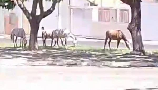 Imagem do WhatsApp de 2025 09 30 às 08.17.16 2bb6ecf8